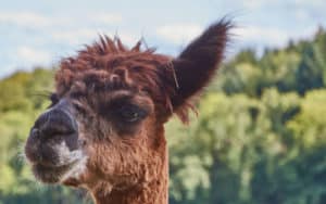 Darmstadt: Schweige-Spaziergang mit Lamas und Alpakas @ LebensSchuleNatur