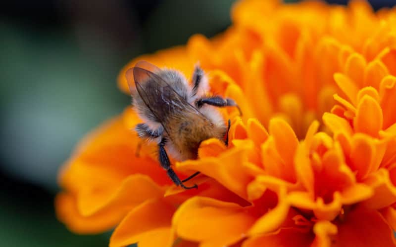 Bees for Peace – ein beeindruckendes Projekt erhält die Auszeichnung der UN-Dekade für biologische Vielfalt