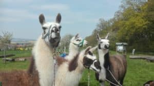 Wetterau: Wanderung mit Lamas @ Am Sportplatz