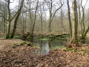 Köln: Interreligiöses Gebet für die Schöpfung @ Am Hambacher Wald