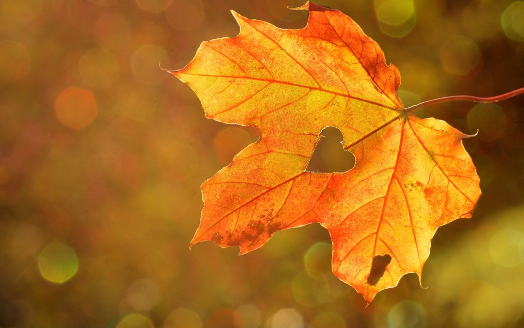 Pressemitteilung: Vom ersten Samenkorn zum bunten Herbstlaub – Biologische Vielfalt gemeinsam feiern