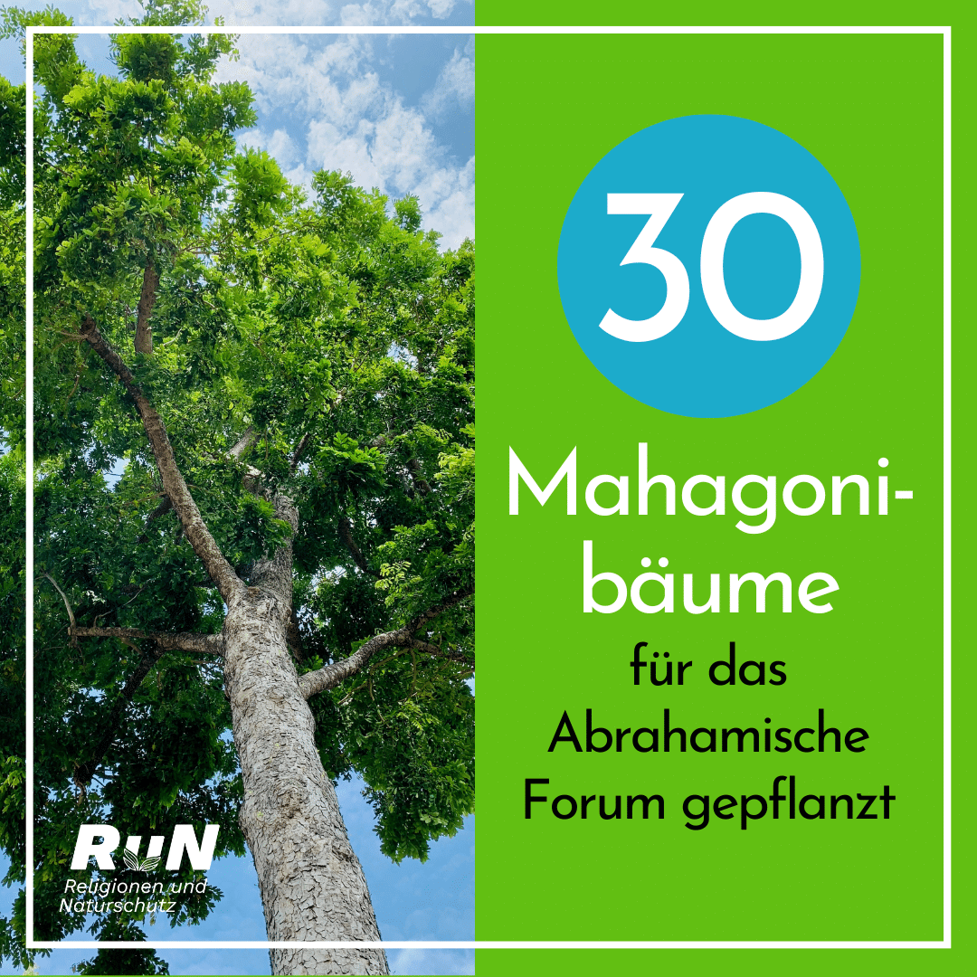 30 Mahagonibäume für das Abrahamische Forum gepflanzt
