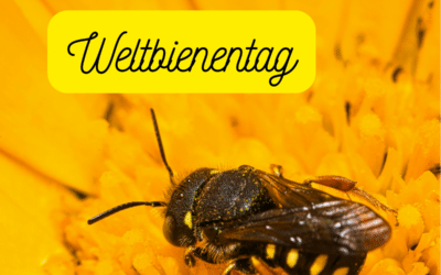 Zum heutigen Weltbienentag: Bienen spielen eine bedeutende Rolle in religiösen Traditionen