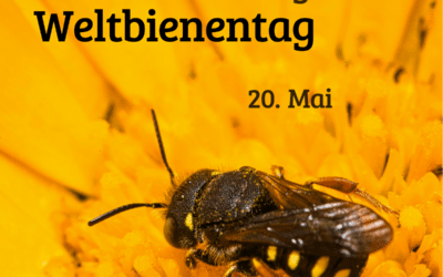 Zum heutigen Weltbienentag: Bienen spielen eine bedeutende Rolle in religiösen Traditionen